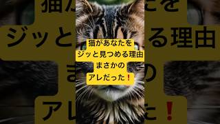 猫があなたをジッと見つめる理由実はアレだった！#猫#謎#雑学