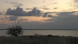 Richard Moore Outdoor Report: Remarkable Brown Pelican Migration