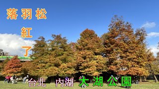 2022- 12 台北  內湖  大湖公園(落羽松)12/26攝