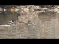 j0061　大分川　ハシビロガモ　oita river　shoveler