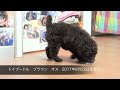 トイプードル　ブラウン　オス　2017年8月22日生まれ