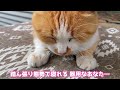 【猫ハウスdiy】2020冬到来！ツンデレ野良猫が快適に眠れる猫小屋を発泡スチロールで作ろう！