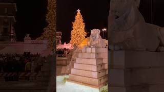 Christmas tree lighting in Rome