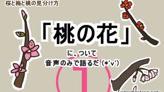 【語るだ「桃の花」1/2】桃の節句 桜と梅と桃の見分け方【緑木リョク】