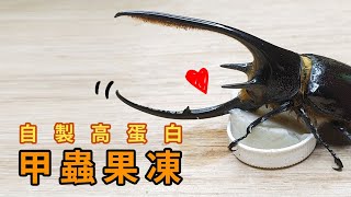 【山林蟲坊】高蛋白甲蟲果凍製作教學 | Teaching of Making High-Protein Beetle Jellies