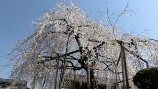 ウェザーリポート動画0327「空と花」＠愛知県丹羽郡