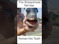 The Sheepshead Fish has human like teeth