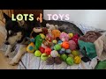 How many toys does she have? | LizaTheMalamute