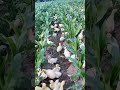 Goose eat all the corn field #Oddlysatisfying #shorts #satisfying #funny #Agriculture #harvest