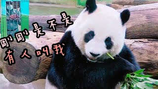 圓仔上班超乖巧，坐定位認真吃竹葉，模樣超可愛|熊貓貓熊The Giant Panda Yuan Yuan and Yuan Bao|台北市立動物園