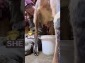 how to milk a goat not spill the bucket how to keep hooves out of the milk goatmilking goats