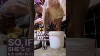 How to milk a goat & not spill the bucket | How to keep hooves out of the milk #goatmilking #goats