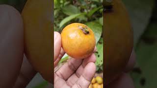 কাউ ফল #fruit #কাউ #shorts