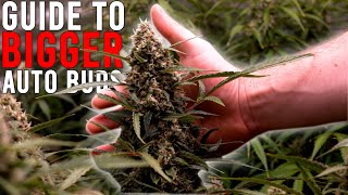 HOW TO GROW WEED EASILY (AUTOFLOWERS)... JUST ADD WATER: GUIDE TO BIGGER BUDS. EP 3