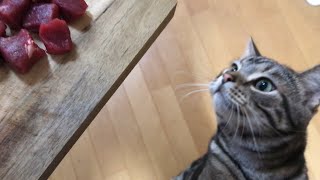 【猫ごはん】焼肉に大興奮なゴロゴロ猫