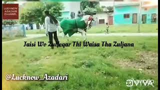 Zuljana Badshah || Zuljana Walk || Ya Ali Ya Husain|| Murtajiz Badshah || Imam Hussain a.s Ki Sawari