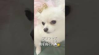 プリンセスは下を向かないの