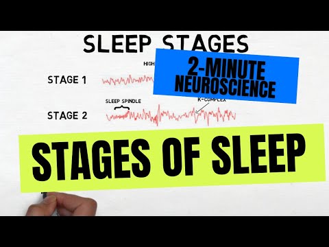What brain waves occur during REM sleep?
