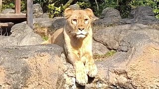 【ライオン】【愛媛県立とべ動物園】クレイ！抜群のカメラ目線！