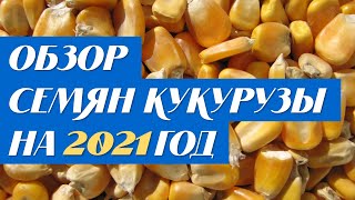 Обзор семян кукурузы на 2021 год