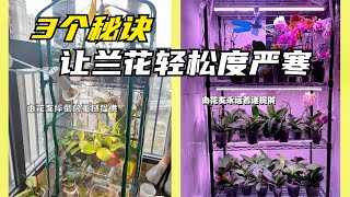 216  3个秘诀，让您信心满满地帮助热带兰花轻松度过严寒