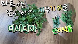 반려식물 디시디아(디스키디아) 이오난사 키우기도 쉽고 가격좋게 구입해 놓았습니다.