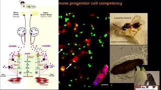 THE ROLE OF HOST-ODOR SENSING IN THE EVOLUTION OF MOSQUITO VECTOR COMPETENCY: A FRIEND OR A FOE