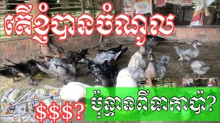 How much could I earn from raising ducks ? តើខ្ញុំទទួលបានចំណូលប៉ុន្មានពីការចិញ្ចឹមទាកាប៉ា?