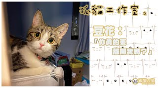 【孤貓工作室】之貓可憐的貓眼神攻擊－豆花🌸：「你真的要離開我嗎？」