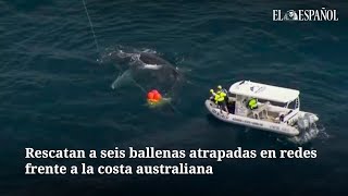 Rescatan a seis ballenas atrapadas en redes frente a la costa australiana