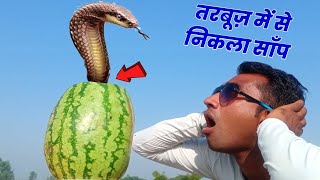 Snake Came Out from Watermelon-Awesome Experiment- गज़ब नज़ारा