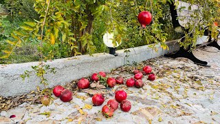 Harvesting autumn pomegranates and walking in the pomegranate garden