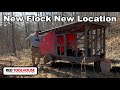 Helpful Tips to Move Juvenile Chickens to Pasture (Coop DeVille gets new residents)