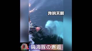 【與海豚的美麗邂逅】海豚幫她撿回了掉落海裡的手機