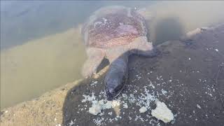 Champanath Temple : Turtles : Narsingpur # Odisha Tourism