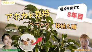 開花目前！種から育てて8年目のアボカド鉢植え栽培