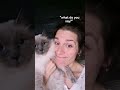 trained Ragdoll cat meows when asked what he wants to say #ragdoll #ragdolls #ragdollcats