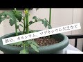 ミニトマトを育てるよ！植え付け10日後の様子！