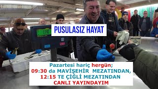 24 OCAK 2025. MAVİŞEHİR BALIK MEZATI BUGÜN OLDUKÇA KALABALIKTI VE TÜM BALIKLAR SATILDI.