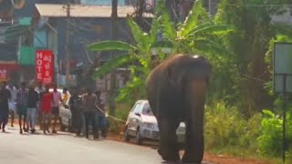 #Elephant  *മണ്ണാർക്കാട് ആന ഇടഞ്ഞു റോഡിലൂടെ ഓടി* #shots