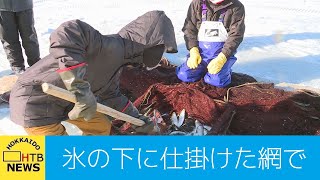 風蓮湖で伝統の氷下待ち網漁を体験するイベントが人気