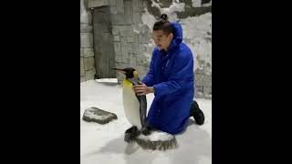 Моргенштерн трогает пингвина и славика