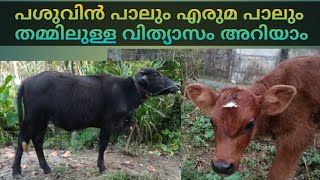 എരുമ പാലിന്റെ ഗുണങ്ങൾ