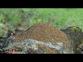 timelapse fire ant hill on a log in the rain collapsing and being rebuilt