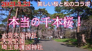 埼玉 おすすめ‼️美しい千本桜 『大宮氷川神社と大宮公園』