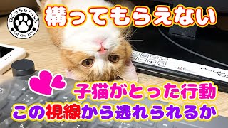 【テレワーク猫】構ってもらえない子猫がとった行動が可愛すぎ【短足マンチカンの子猫｜てと君の日常｜癒し動画】The action of the neglected kitten is so cute