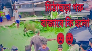 মিরসরাই, মিঠাছড়া গরু বাজারে আজকের ঘটনা। #viral #funny #foryou #trending