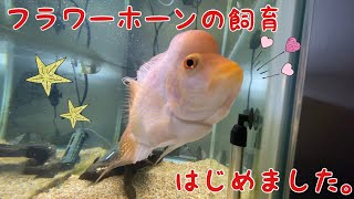 フラワーホーンの飼育を始めました！