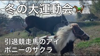 冬の大運動会🐎　引退競走馬のアイ🏇　ポニーのサクラ🐴