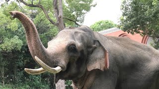 インドゾウ の『シュリー』と『ラスクマル』 (よこはま動物園 ズーラシア) 2020年9月16日